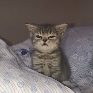 Meet your Posher, Dana